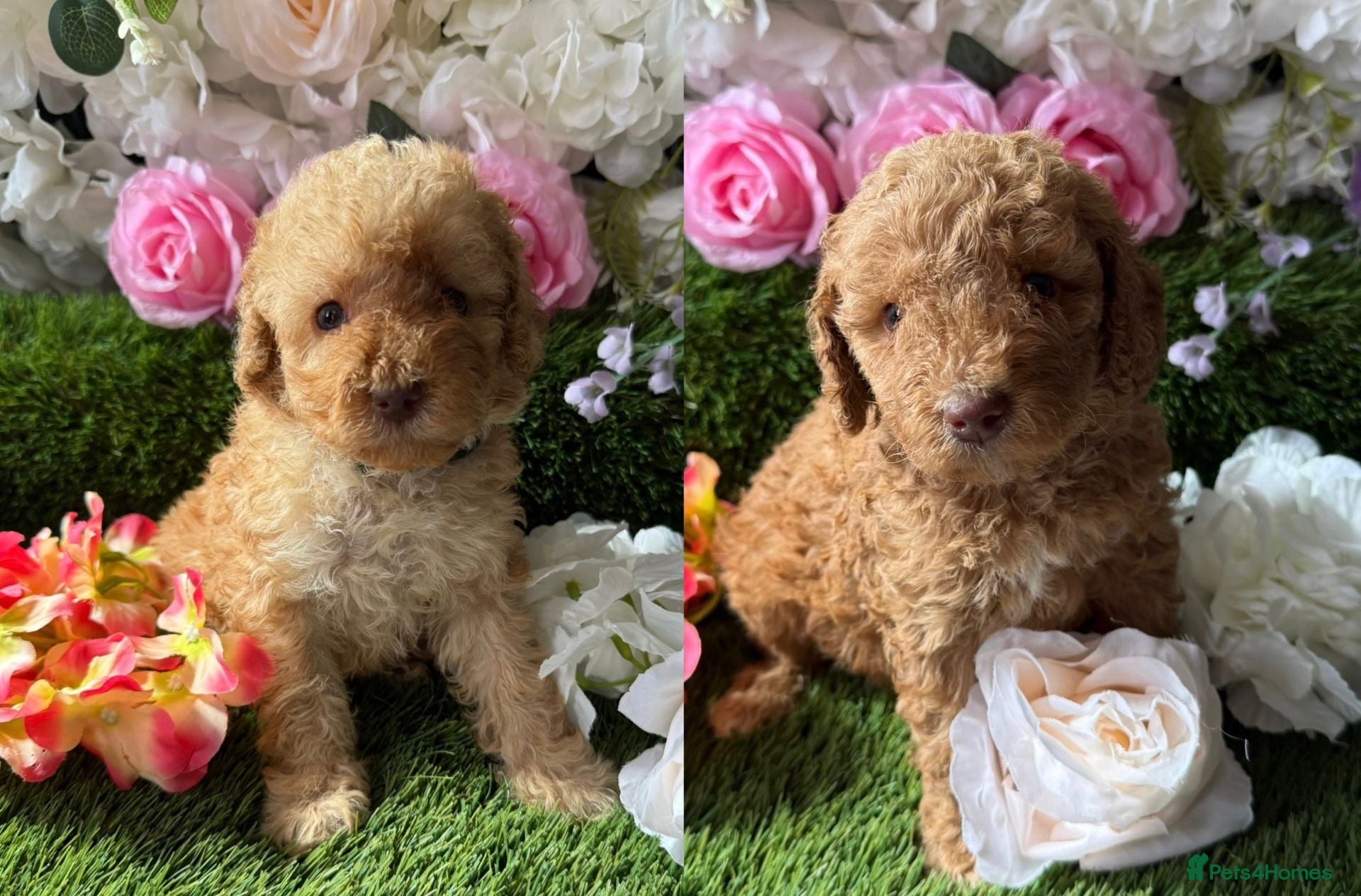 Miniature Poodle dogs KC miniature poodles BOYS 17 dna health tested  - Advert 1