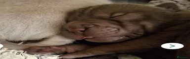 Shar Pei Puppy 3