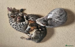 Bengal cats for sale: Bengal kittens. Absolutely beautiful!  - Image 18