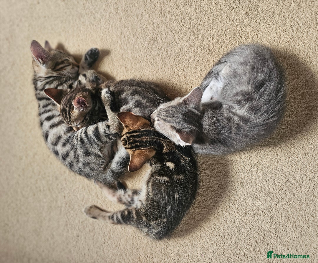 Bengal cats for sale: Bengal kittens. Absolutely beautiful!  - Image 18