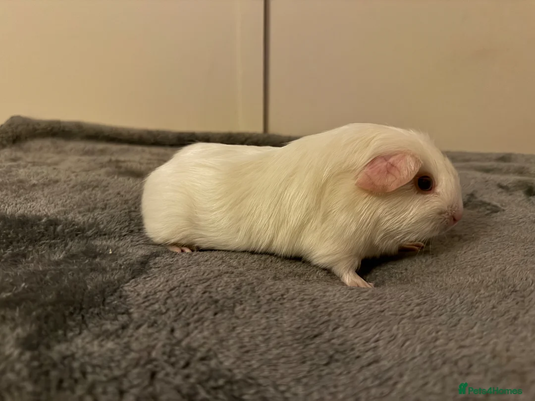 Guinea Pig rodents for sale: Guinea pigs available - Advert 5