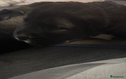 Caucasian Shepherd Dog dogs for sale: Caucasian Shepherds  - Advert 10