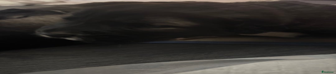 Caucasian Shepherd Dog Puppy black