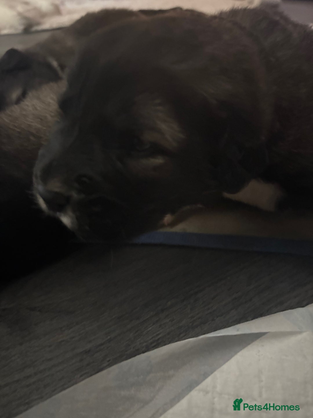 Caucasian Shepherd Dog dogs for sale: Caucasian Shepherds  - Advert 10