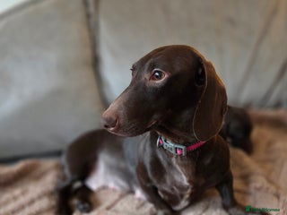 Dachshund dogs Dachshund puppies - Advert 2