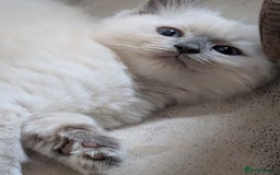 Ragdoll cats for sale: Kitty Ragdoll  - Image 1