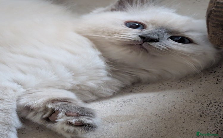 Ragdoll cats - Advert 8