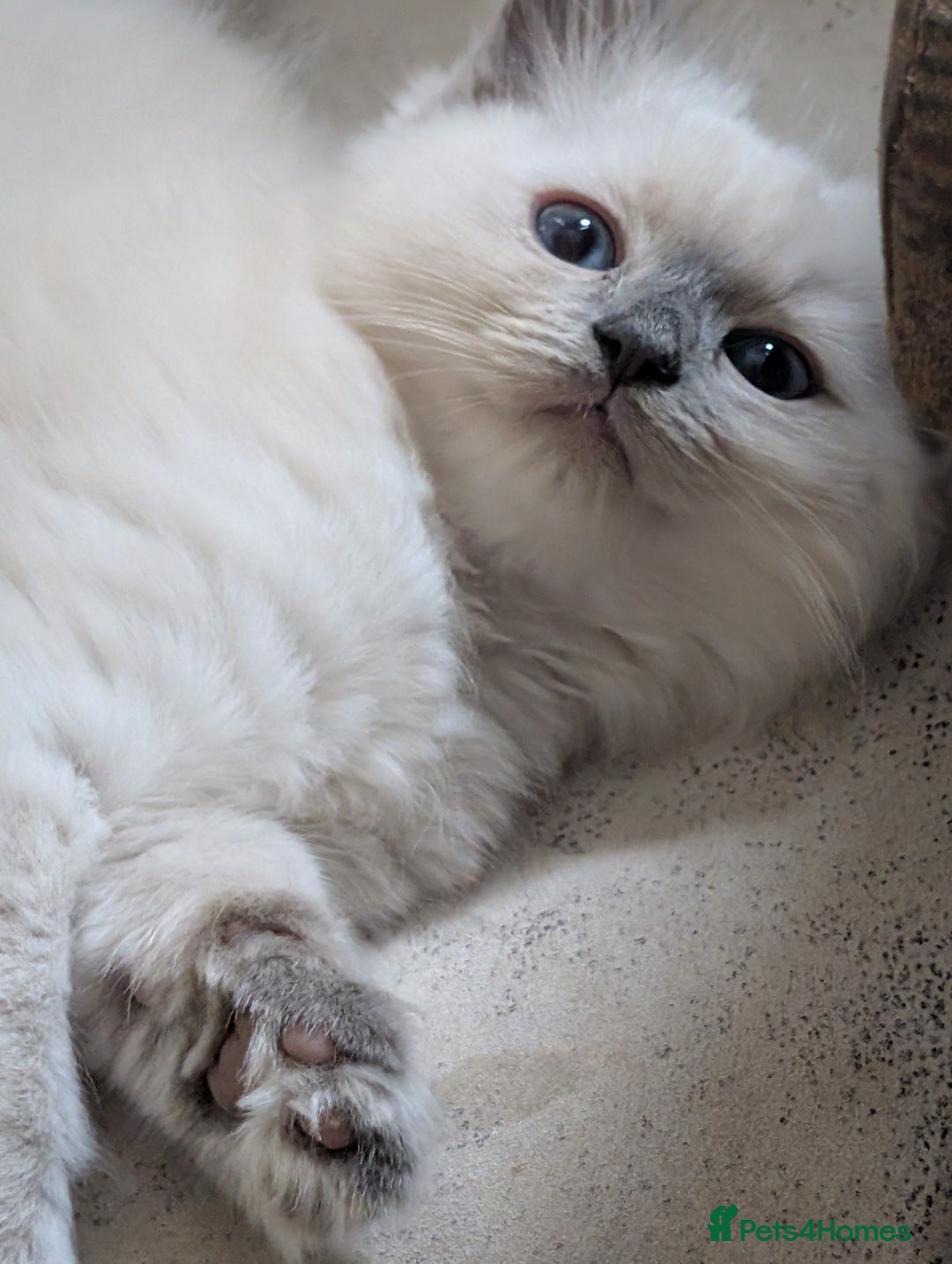 Ragdoll cats for sale: Kitty Ragdoll  - Image 1