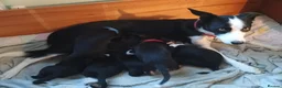 Mixed Breed dogs for sale: Patterdale x Welsh collie  - Advert 8