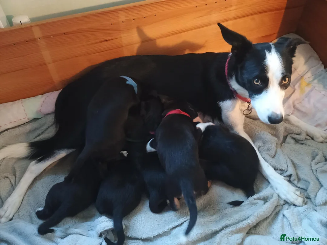 Mixed Breed dogs for sale: Patterdale x Welsh collie  - Advert 8