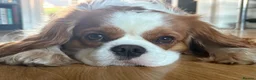 Cavalier King Charles Spaniel dogs for stud: Cavalier King Charles Spaniel available for Stud - Advert 6