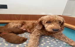 Goldendoodle dogs for sale: Extensively health tested Miniature goldendoodles - Image 6