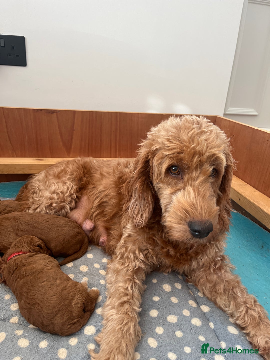 Goldendoodle dogs for sale: Extensively health tested Miniature goldendoodles - Image 6
