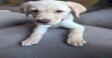 Labrador Retriever dogs in Aylesbury - Advert 2