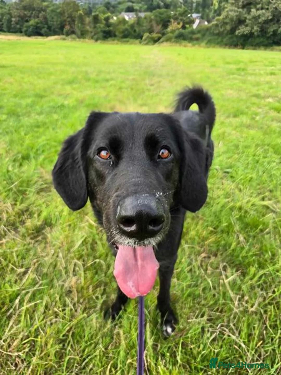 Mixed Breed dogs for adoption: Roo has been waiting for a home for too long! in Waltham Abbey - Advert 3