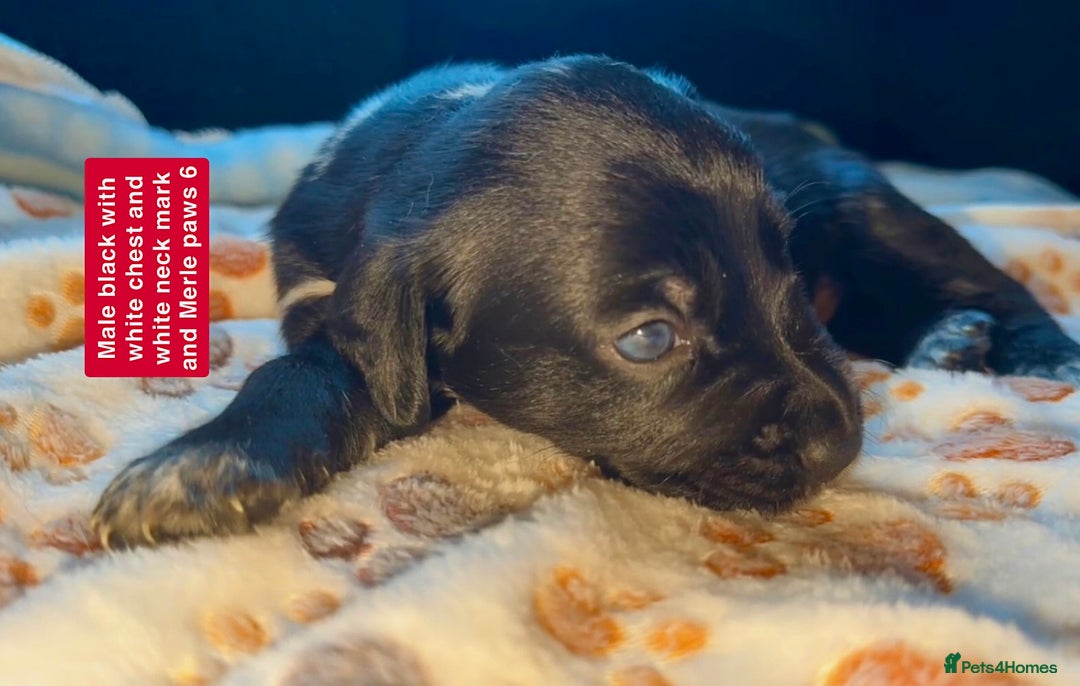 Mixed Breed dogs for sale: BLUE EYED RARE Genetic Merle Sprollies - Advert 10