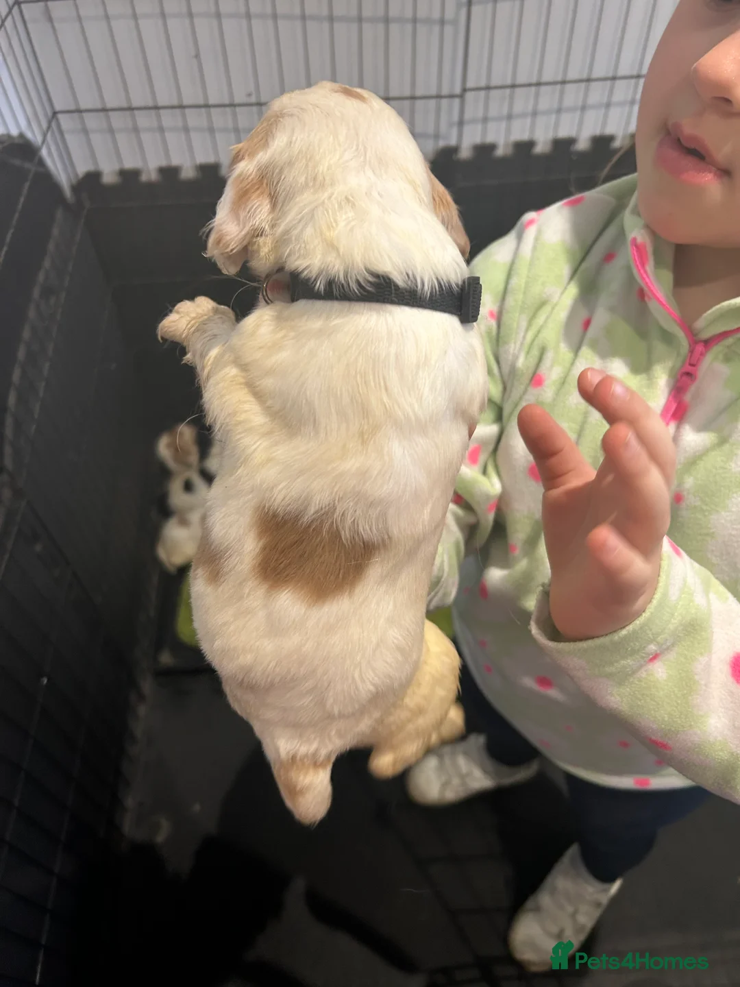 Cocker Spaniel dogs for sale: kC reg cocker spaniel pups - Advert 5