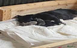 Mixed Breed dogs for sale: Jackawawas for sale  - Image 5