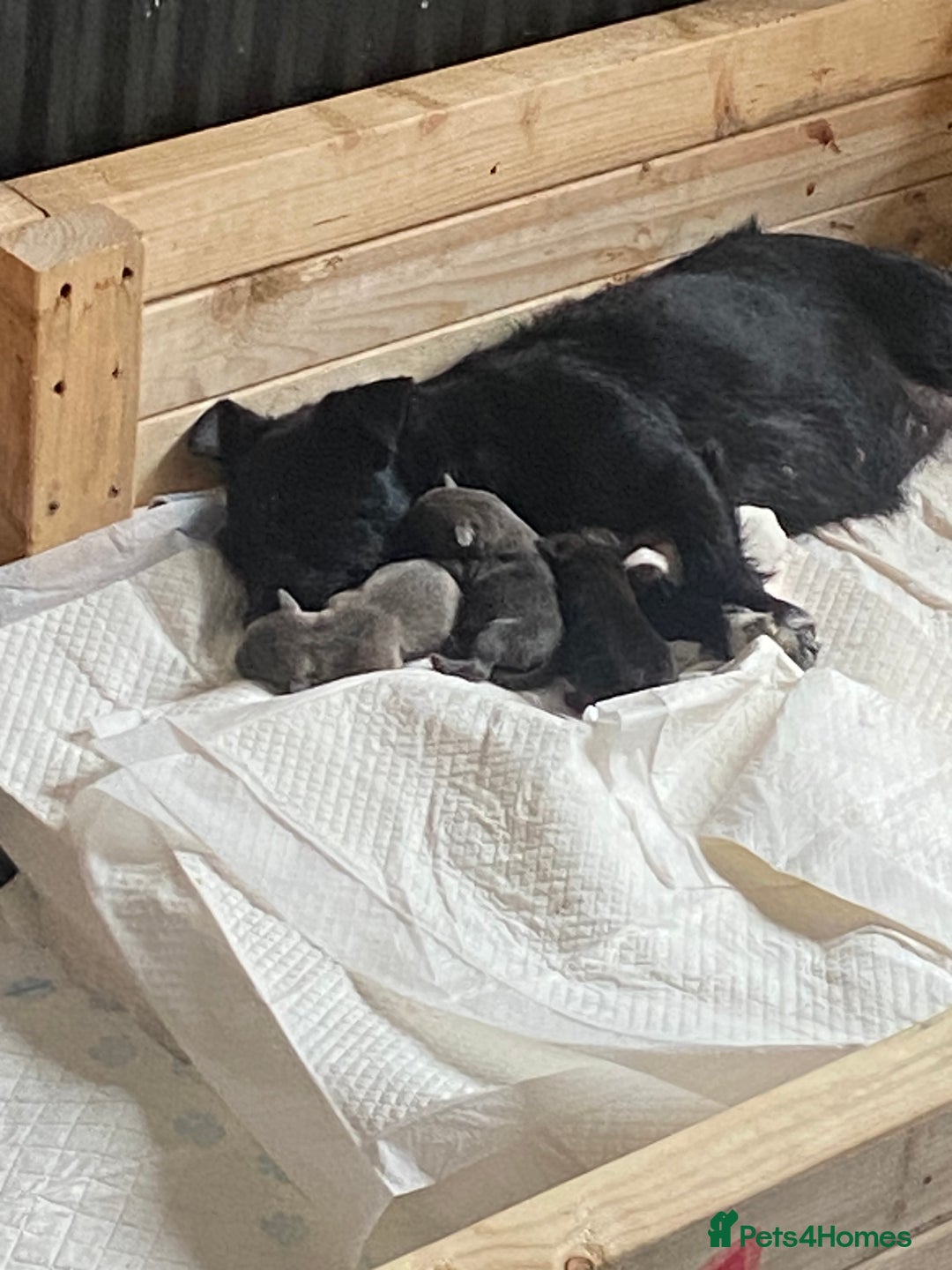 Mixed Breed dogs for sale: Jackawawas for sale  - Image 5