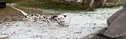 Dalmatian dogs for sale: Beautiful 6-Month-Old Dalmatian Puppy 🐾 - Advert 7