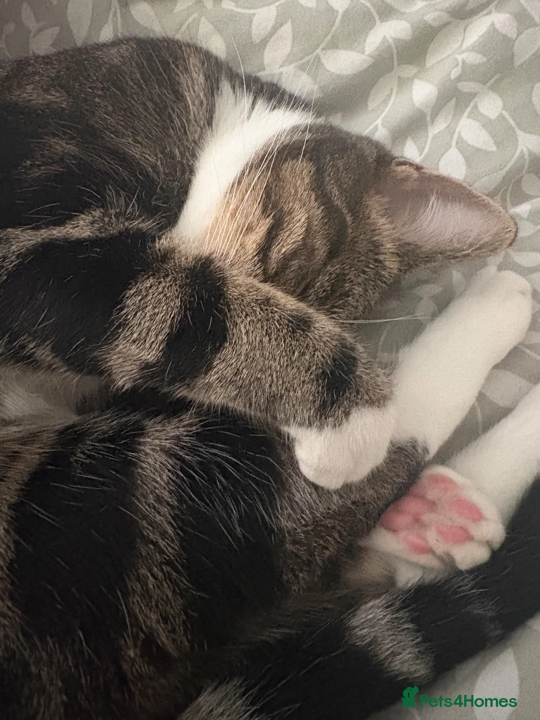 Mixed Breed cats for sale: Beautiful little girl - Advert 3