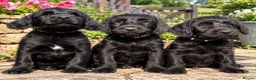 Mixed Breed dogs for sale: Only 3 left Labraguese Puppies (price reduced ) - Advert 2