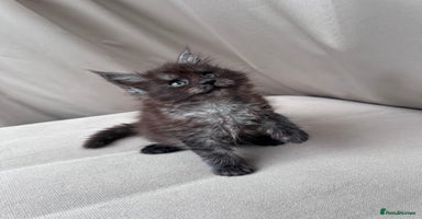 Maine Coon cats - Advert 15