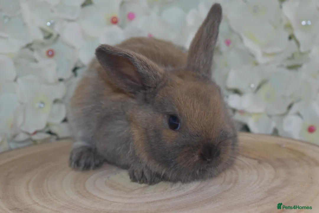 Mini Lop rabbits for sale: Mini lop X bunnies - Advert 11