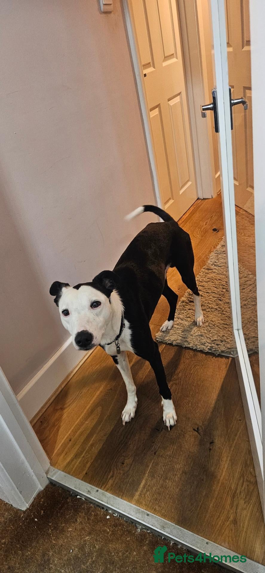 Mixed Breed dogs Whippet x Collie - Advert 5