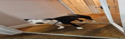 Mixed Breed dogs for sale: Whippet x Collie - Advert 1