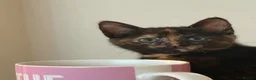 Mixed Breed cats for sale: Pretty tortie girl  - Advert 2