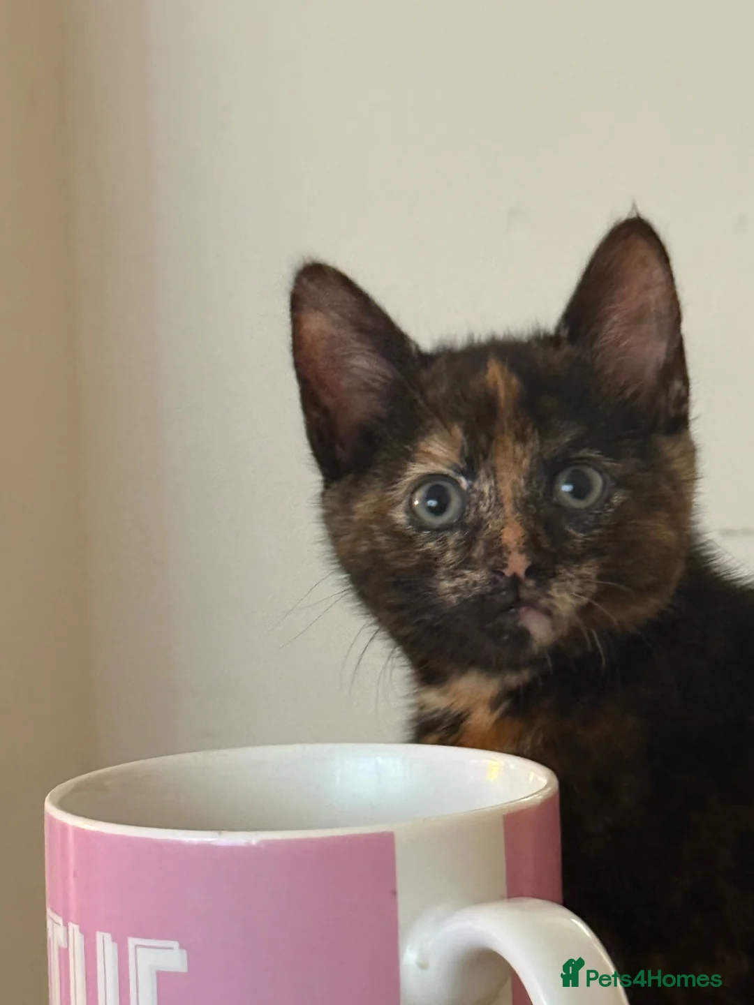 Mixed Breed cats for sale: Pretty tortie girl  - Advert 2