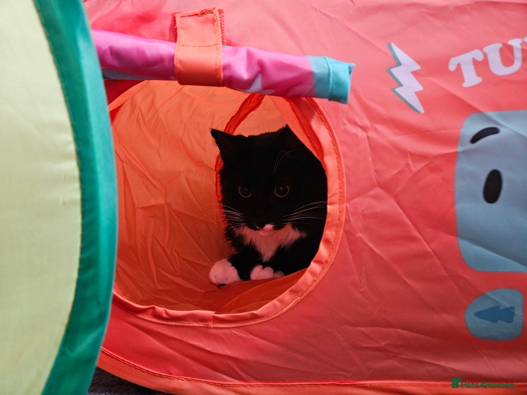 Mixed Breed cats for sale: Young Fluffy Tuxedo Cat - Image 7