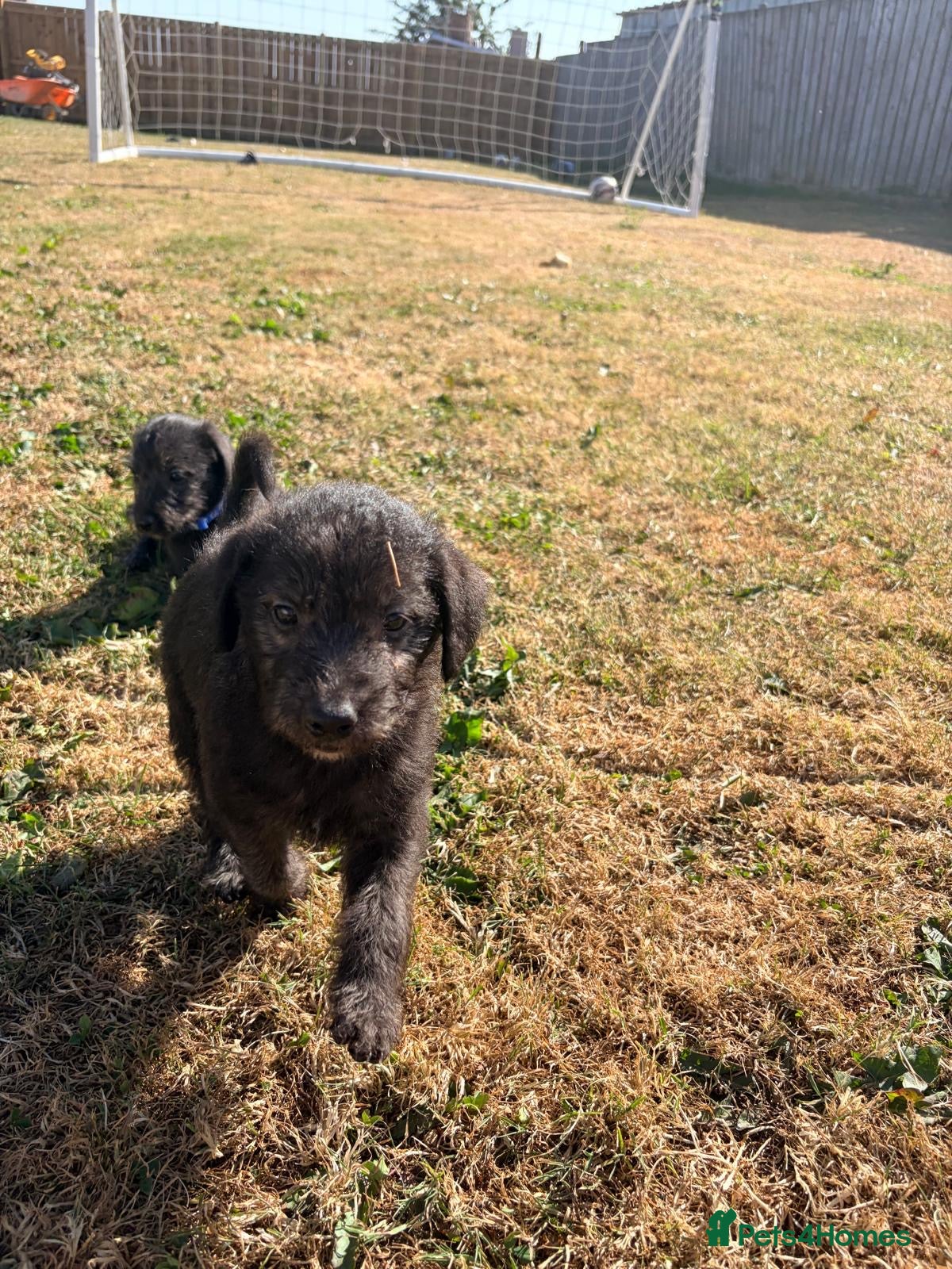 Mixed Breed dogs Bedlington whippets - Advert 2