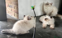 Persian cats for sale: LITTLE PERSIAN KITTENS FOR SALE!!! - Image 12