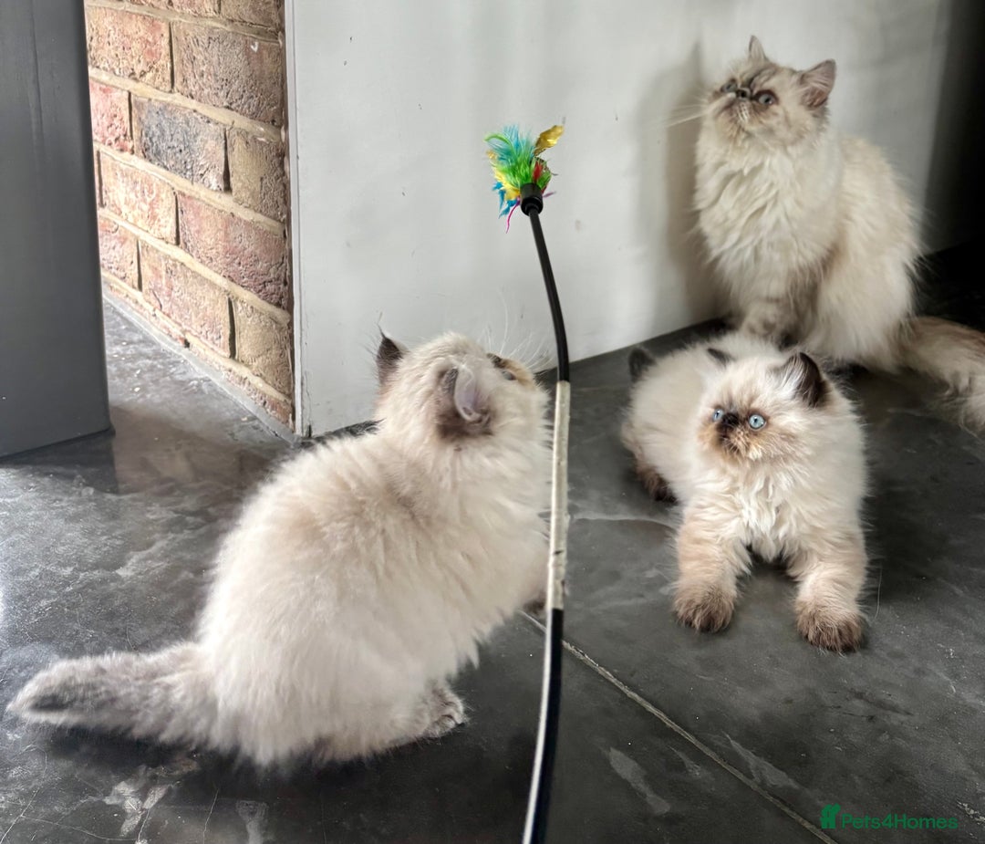 Persian cats for sale: LITTLE PERSIAN KITTENS FOR SALE!!! - Image 12