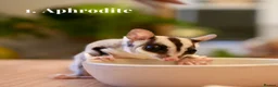Sugar Glider rodents for sale: 3 Female Gliders Seeking Loving Home – London - Advert 3