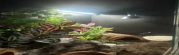 Leopard Gecko reptiles for sale: Female Leopard gecko  - Advert 9