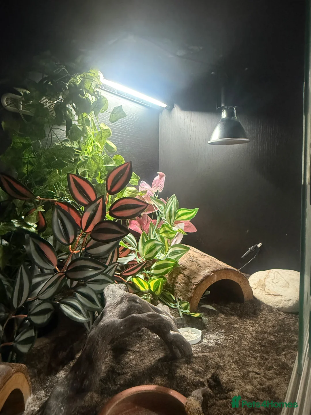 Leopard Gecko reptiles for sale: Female Leopard gecko  - Advert 9