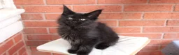 Maine Coon cats for sale: 🐾 WildPawzuk TICA Registered Maine Coon Kittens🐾 - Advert 7