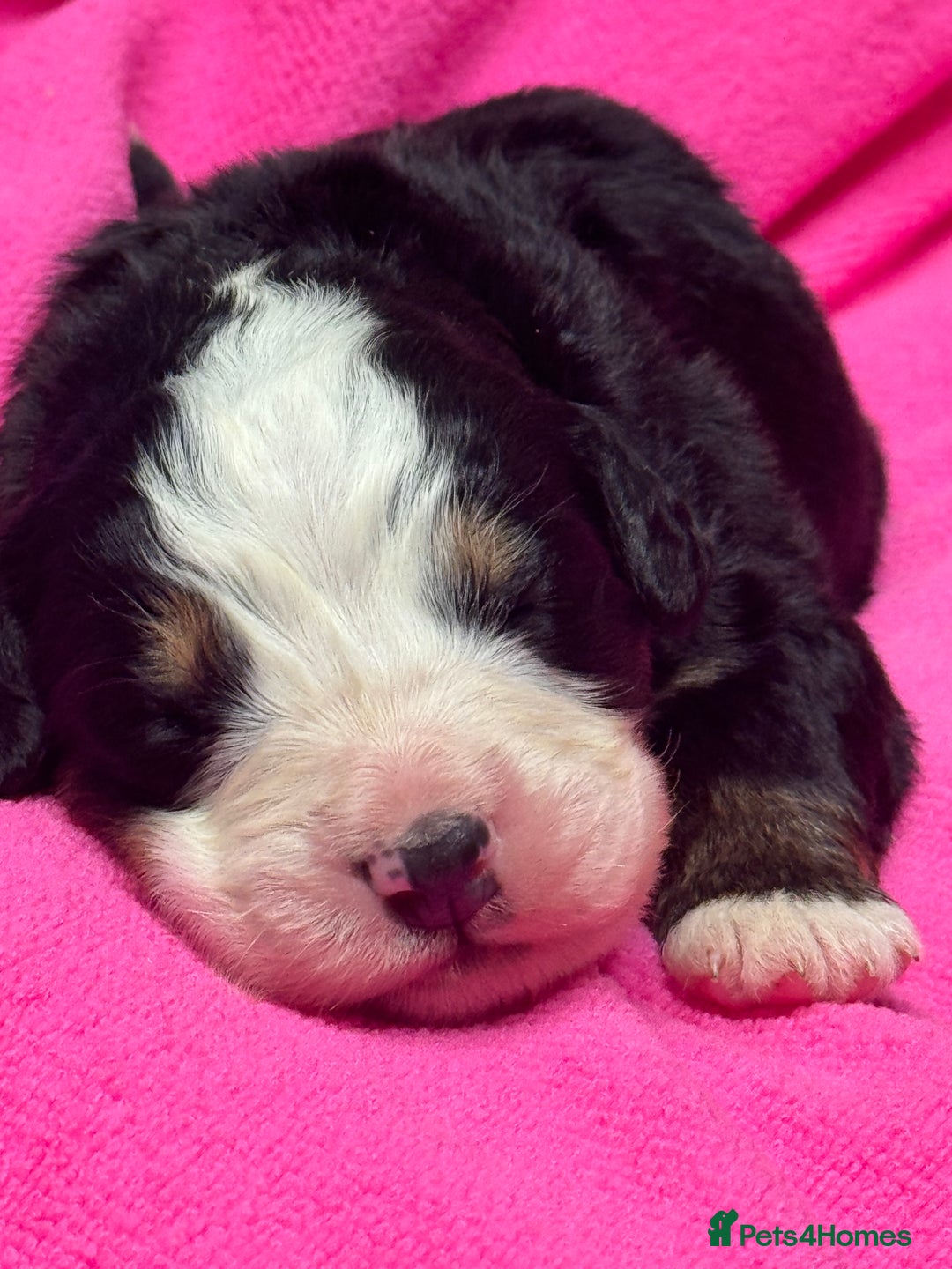 Bernese Mountain Dog dogs for sale: KC Registered Bernese Mountain Dog Puppies - Advert 5