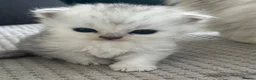Persian cats for sale: Beautiful Purebred Persian Kittens for Sale - Advert 3