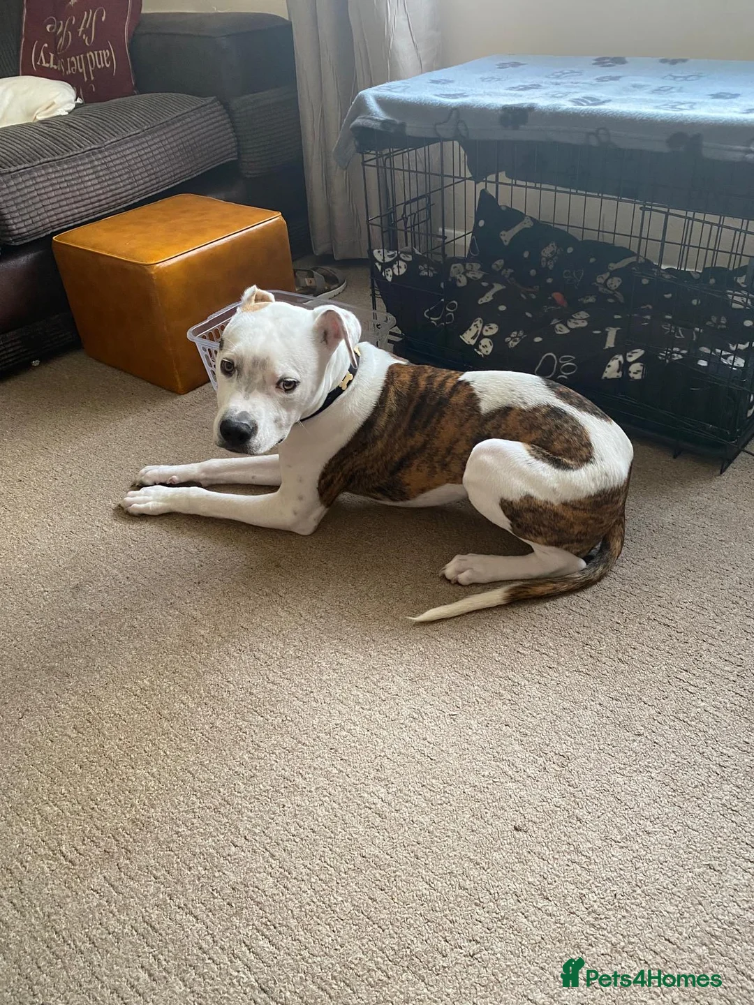 Mixed Breed dogs for sale: Staffordshire bull terrier cross in Bicester - Advert 3
