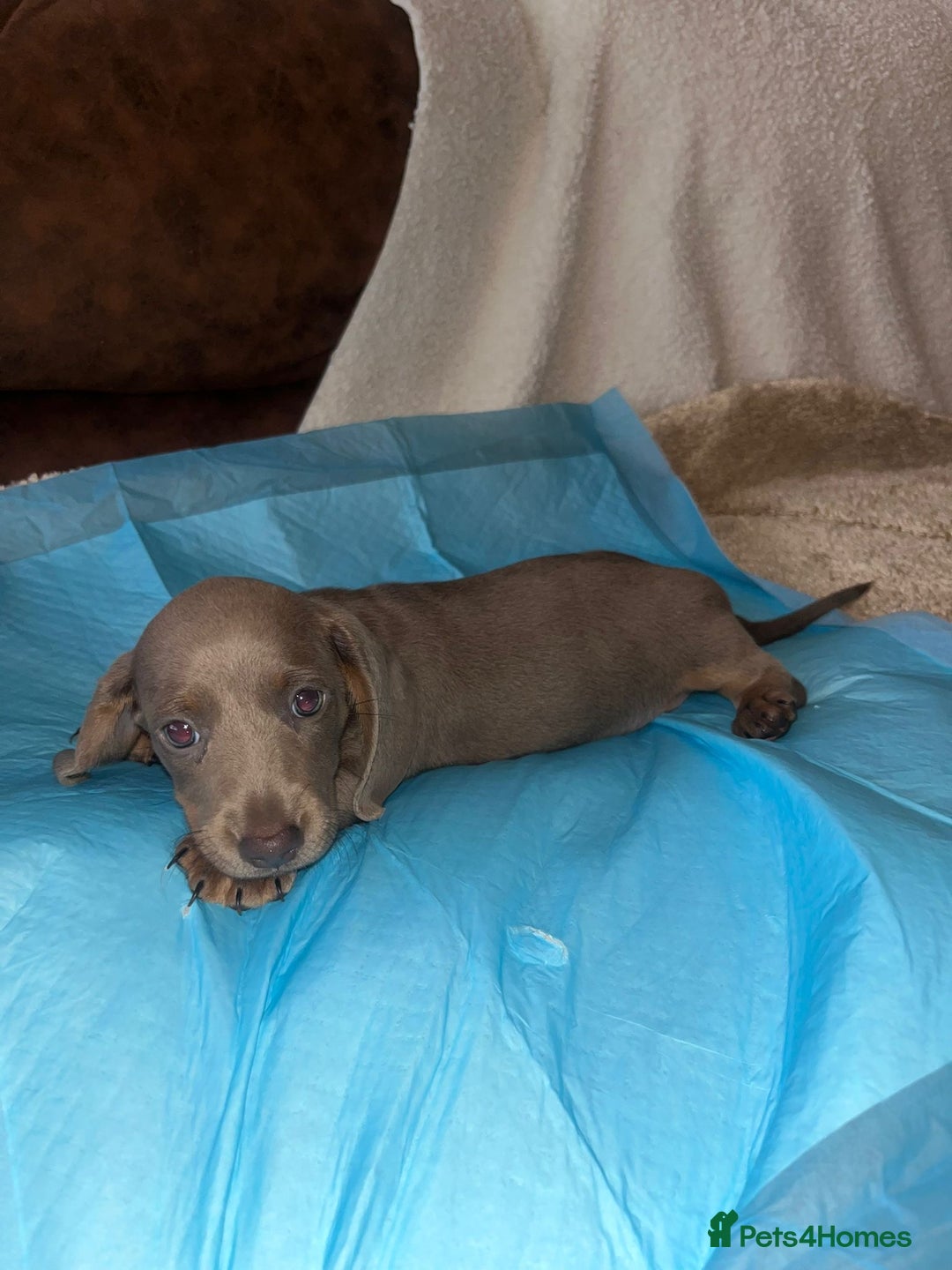 Miniature Dachshund dogs for sale: Miniature Dachshund Puppies - Image 7