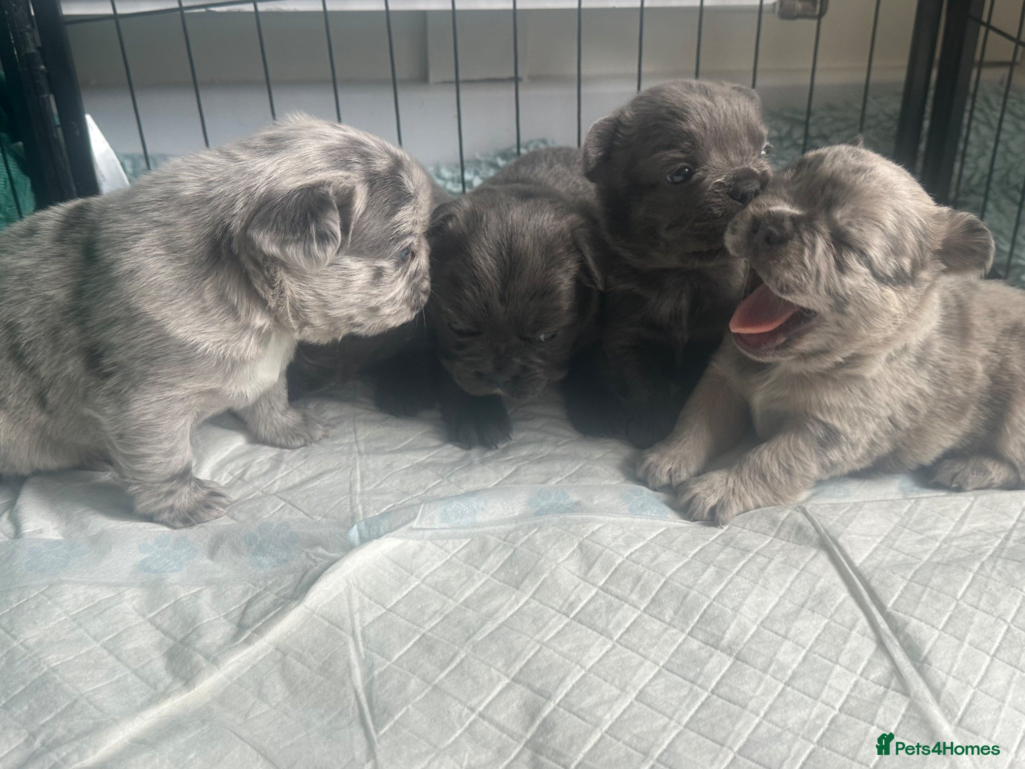 French Bulldog dogs Dwkc registered fluffy frenchie 🫶🏽 - Advert 2