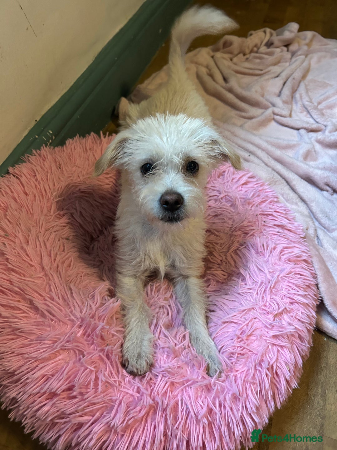 Mixed Breed dogs for sale: 1 male Poochon  - Image 2
