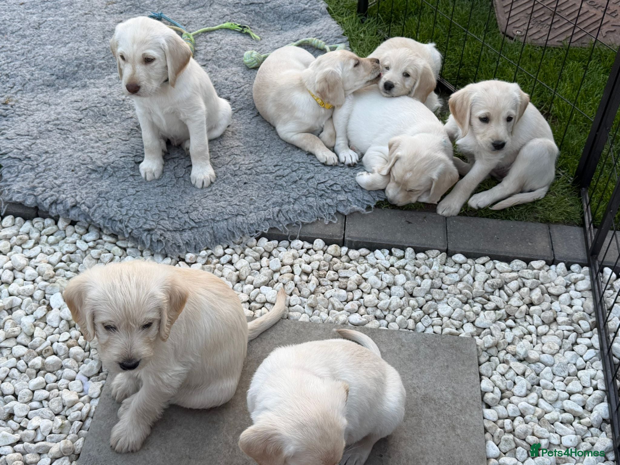 Labradoodle dogs 9 Beautiful Labradoodle Puppies - Advert 2