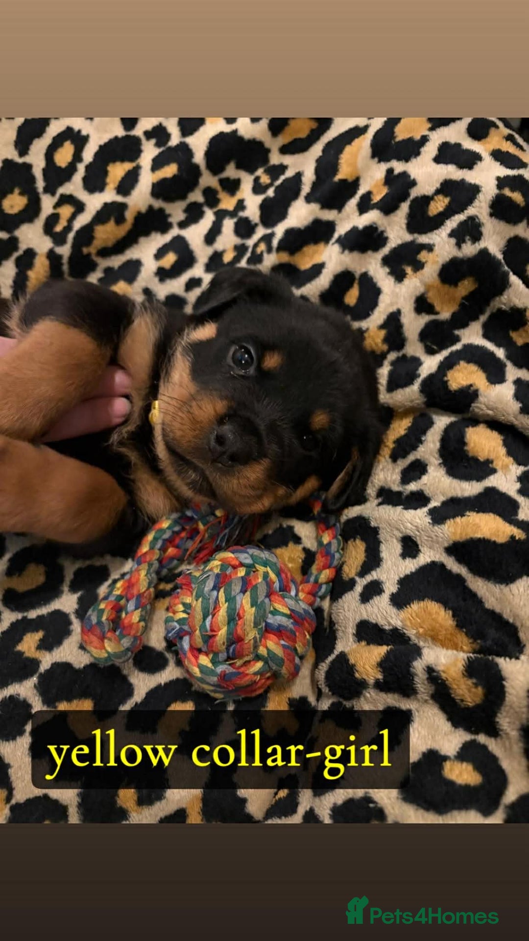 Rottweiler dogs for sale: Rottweiler Puppies  - Advert 8