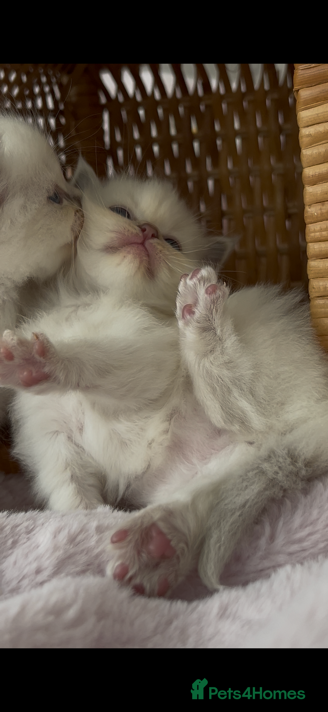 Ragdoll cats for sale: Cherubim Ragdoll Kittens TICA Mink Lynx - Image 16