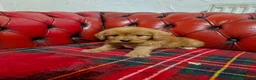 Labradoodle dogs for sale: Miniature Labradoodles   - Advert 6